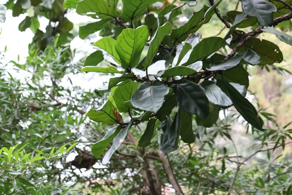 Large violin-shaped leaves of a fiddle-leaf fig tree growing outdoors among other green foliage
