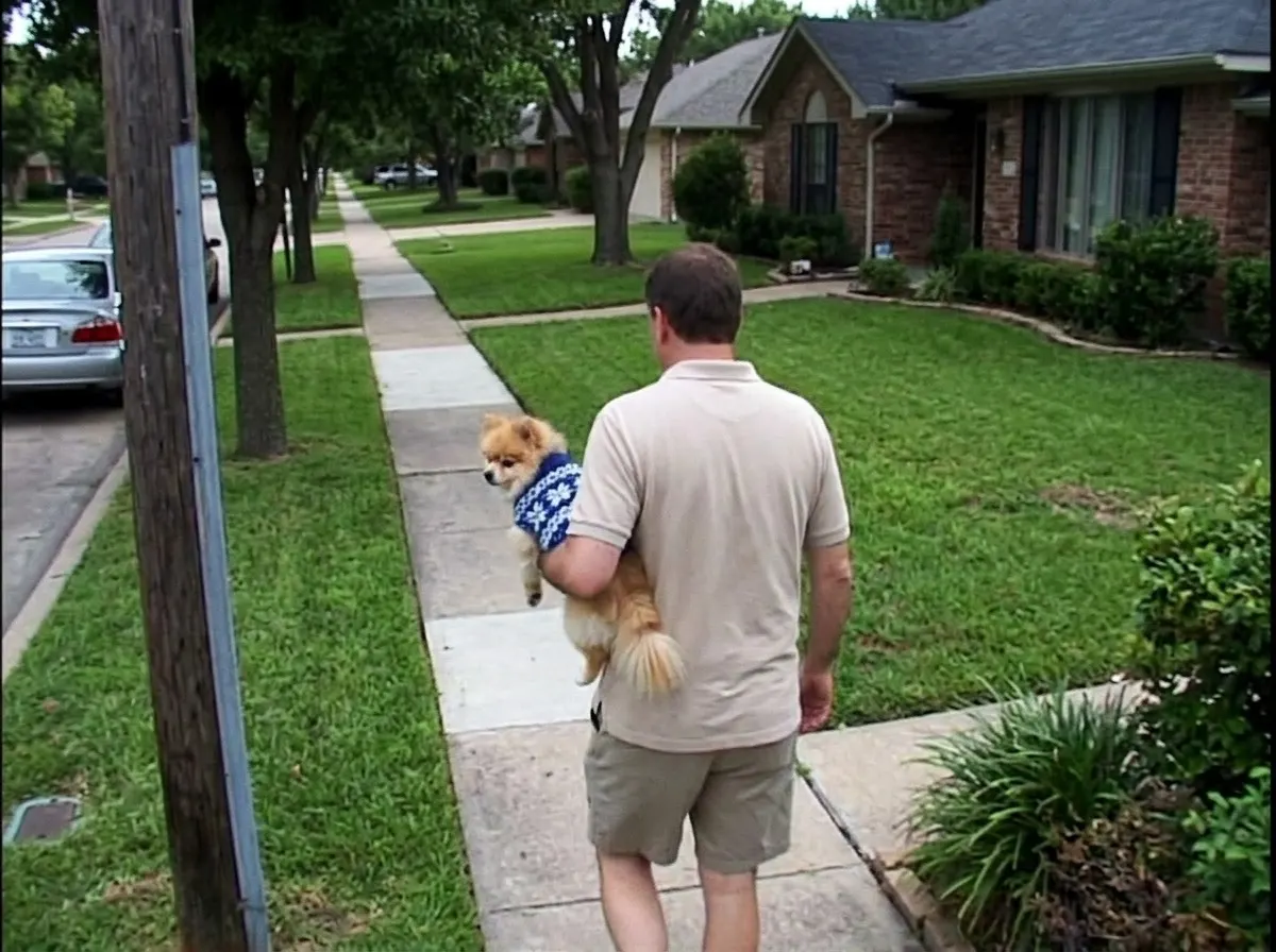 A man in khaki shorts and a polo shirt seen from behind on a suburban sidewalk, carrying a small pomeranian in a blue knitted sweater under one arm